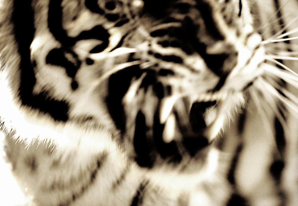 Tiger-X.jpg